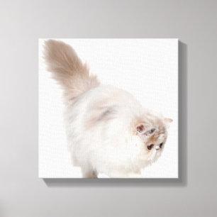 Perzisch kitten (3 maanden oud) canvas afdruk