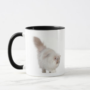 Perzisch kitten (3 maanden oud) mok