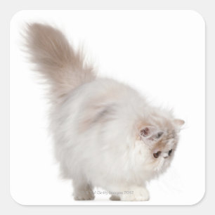 Perzisch kitten (3 maanden oud) vierkante sticker