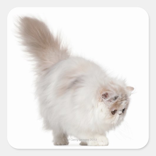 Perzisch kitten (3 maanden oud) vierkante sticker (Voorkant)