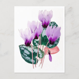 Perzische Cyclamen Vintage Botanische Briefkaart