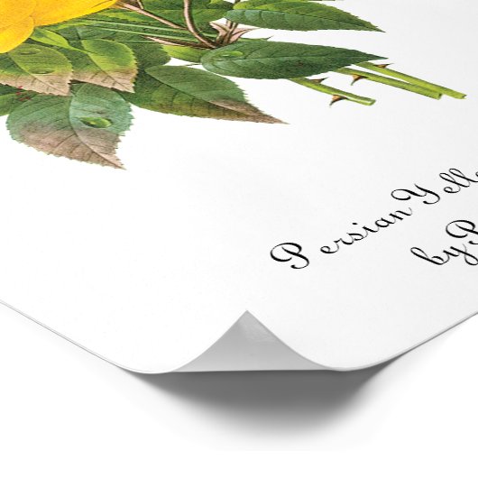  Perzische Gele Rozenthee Rozen van Redoute Poster (Hoek)