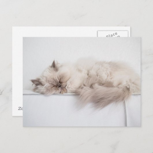 Perzische kat briefkaart (Voorkant / Achterkant)