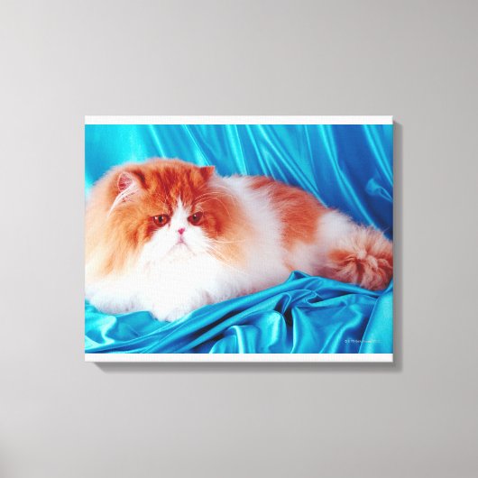 Perzische kat canvas afdruk (Voorkant)