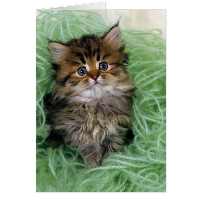 Perzische kat; een van de oudste kattenrassen. (Voorkant)