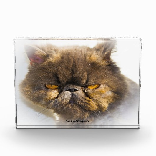 Perzische Kat Fotoblokken (Voorkant)