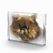 Perzische Kat Fotoblokken (Rechts)