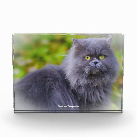 Perzische Kat Fotoblokken (Voorkant)