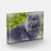 Perzische Kat Fotoblokken (Links)
