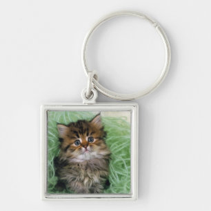 Perzische kat; is een van de oudste kattenrassen. sleutelhanger