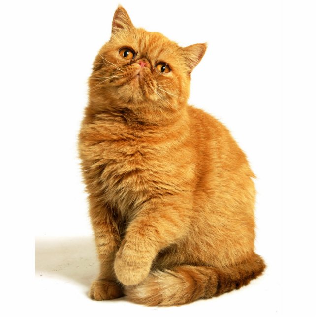 Perzische kat staand fotobeeldje  (Voorkant)