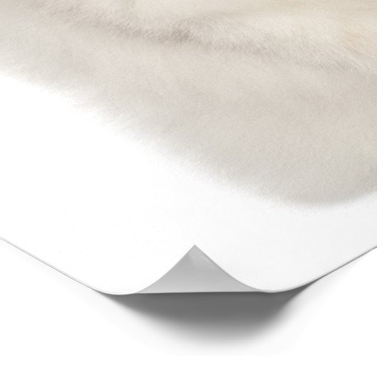 Perzische kat zittend poster (Hoek)