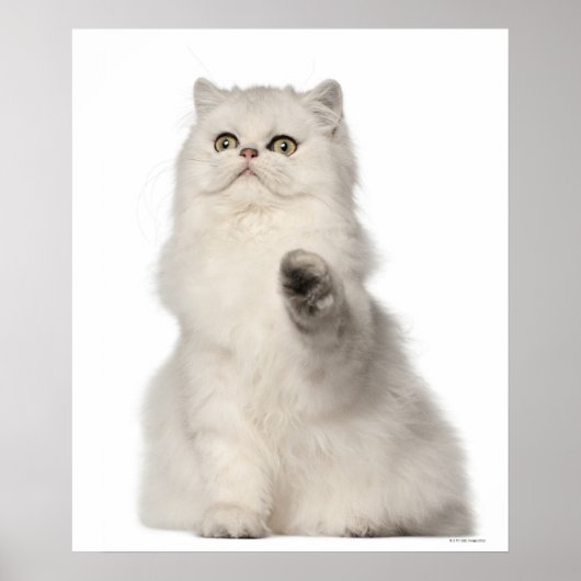Perzische kat zittend poster (Voorkant)