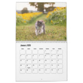 Perzische kattenkalender kalender (Jan 2026)