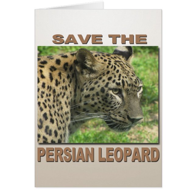 Perzische luipaard (Voorkant)