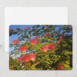 perzische zijdeboom feestdagenkaart