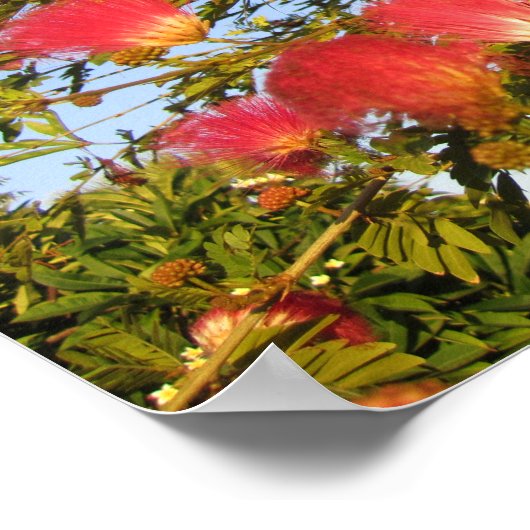 perzische zijdeboom poster (Hoek)