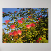 perzische zijdeboom poster (Voorkant)