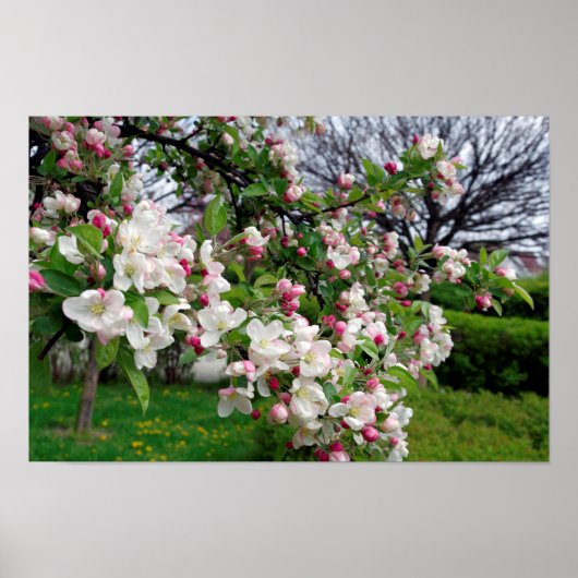 Pestboomspringbloesem. Poster (Voorkant)