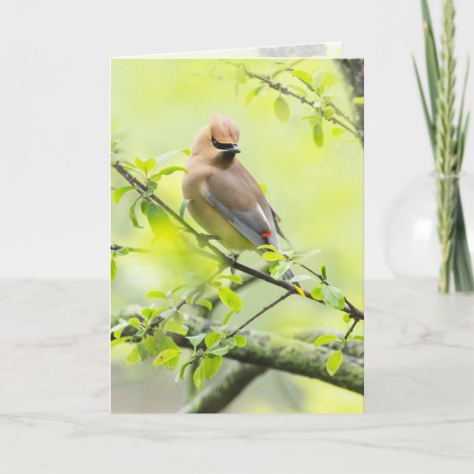 Pestvogel Kaart (Voorkant)