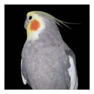 Pet Bird Cockatiel Foto Perfect Poster