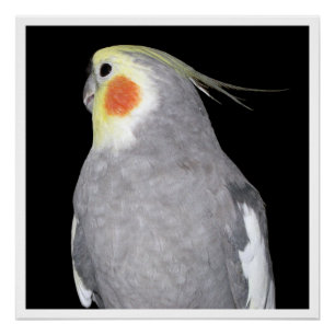 Pet Bird Cockatiel Fotografie Perfect Poster