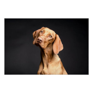 Pet Brown Beagle Dog Perfect Poster