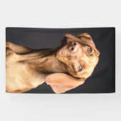 Pet Brown Beagle Dog Spandoek (Horizontaal)