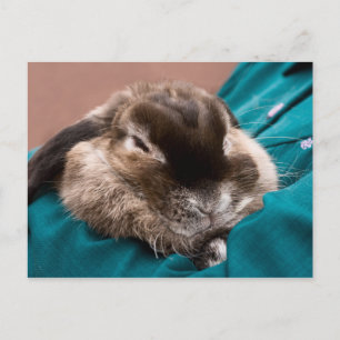 Pet Bunny Briefkaart