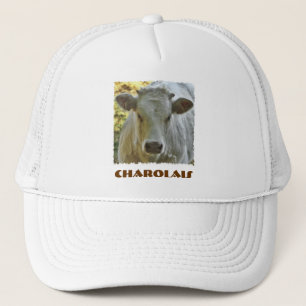 Pet Charolais