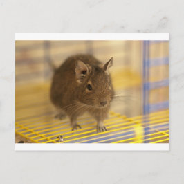 Pet degu briefkaart