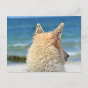 Pet Dog bij strand Zee Zand Surf Briefkaart