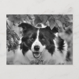 Pet Dog in een Leafy Wood Briefkaart