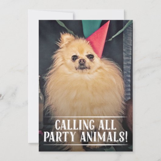 PET DOG'S BIRTHDAY PARTIJ FOTO INVITE KAART (Voorkant)