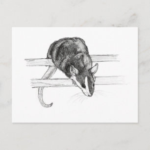 Pet mouse sketch postcard by Nicole Janes Briefkaart