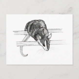 Pet mouse sketch postcard by Nicole Janes Briefkaart