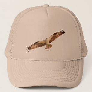 Pet Osprey Hawk