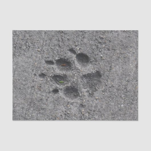 Pet Paws in Cement - Altijd daar Tissuepapier (Voorkant)