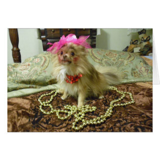 Pet Photo Shoot - 3e serie