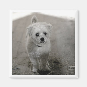 Pet Photo Timeless Keepomwille Dog mam Magneet