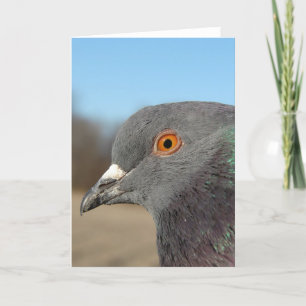 Pet Pigeon Kaart