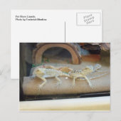 Pet Store hagedissen Briefkaart (Voorkant / Achterkant)