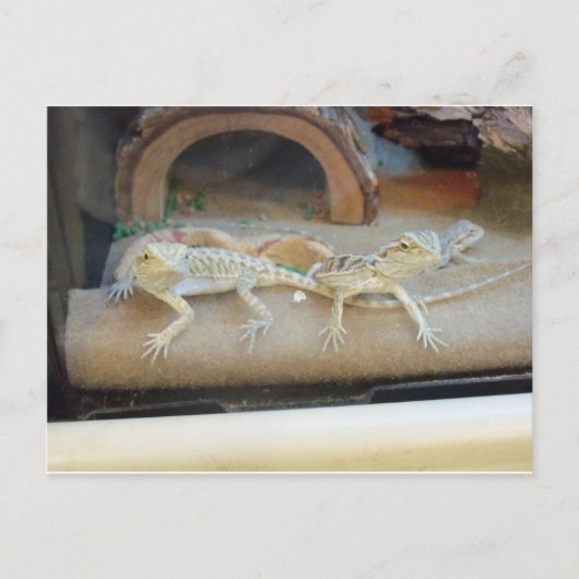 Pet Store hagedissen Briefkaart (Voorkant)