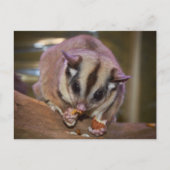 Pet Sugar Glider Eating Worms Briefkaart (Voorkant)