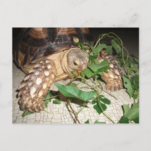 Pet Sulcata Tortoise Eating Bindweed and Mulberry Briefkaart (Voorkant)
