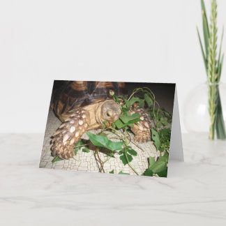Pet Sulcata Tortoise Munching Leaves Kaart