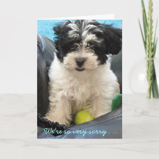 Pet Sympathy - Havanese puppy. ... Kaart (Voorkant)