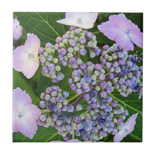 Pet van lavendel Hydrangea Bloom Tile Tegeltje