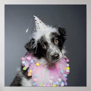 Pet voor puppy Wearing Border Collie Poster