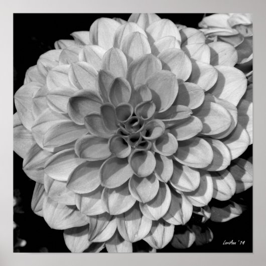 Petal Pattern Poster (Voorkant)